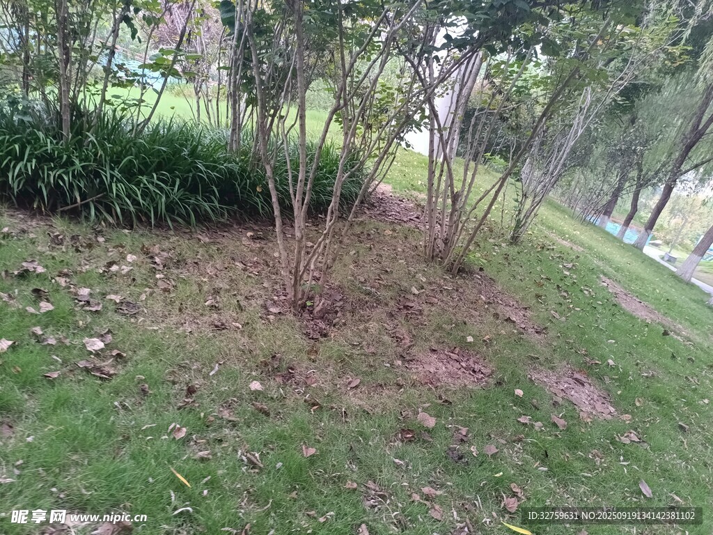 公园内绿植环绕的树木区域