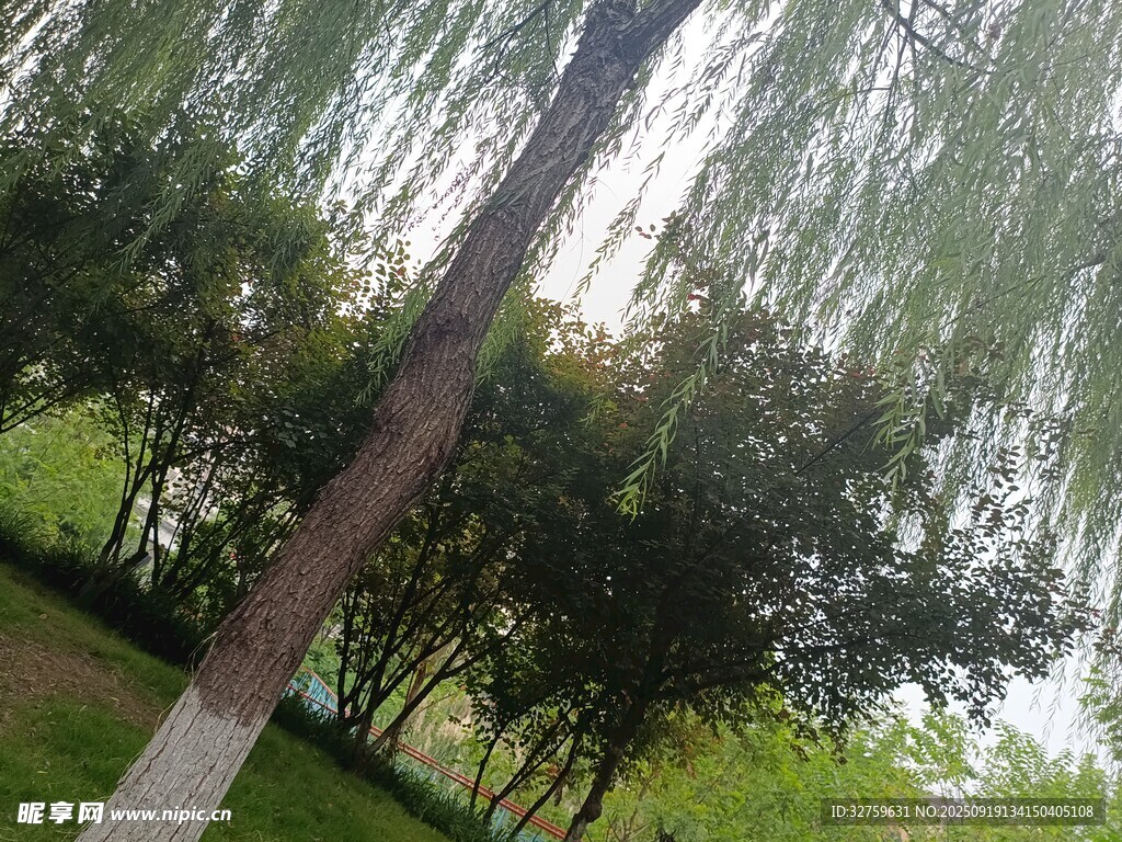 垂柳依依的绿意景致