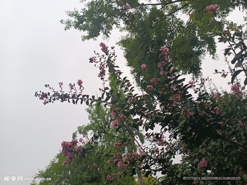 枝头繁花绿树映天空