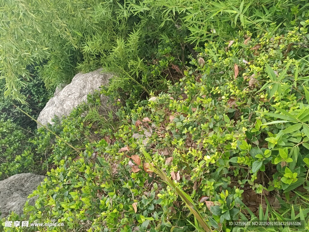 山间繁茂绿植与大石