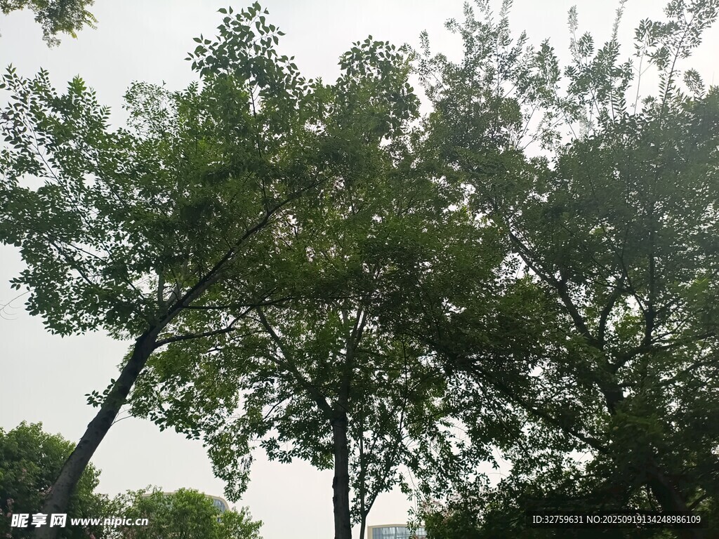 夏日繁茂绿树景观