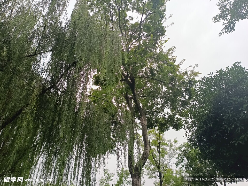 垂柳依依的清新景致