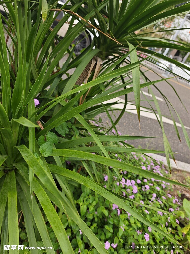 翠绿龙血树与紫色小花