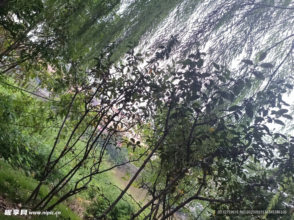 茂密森林中的挺拔树木