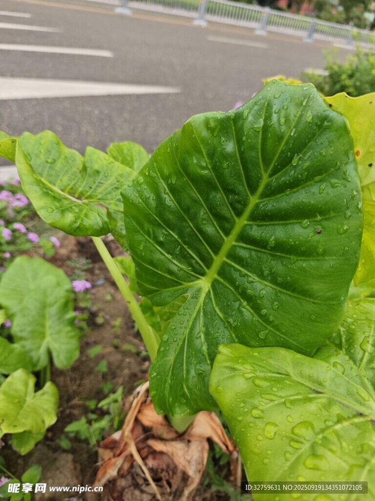 路边大叶片的绿色植物