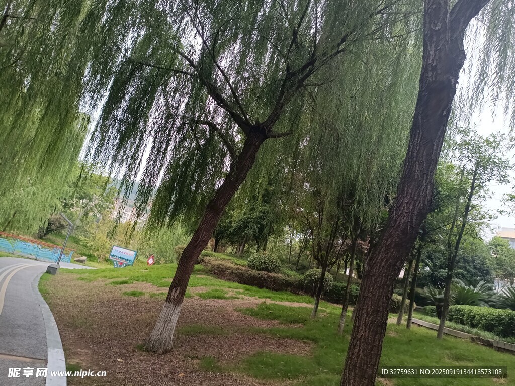 公园垂柳景观