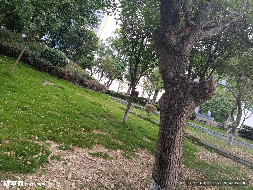 公园中的树木与翠绿草地