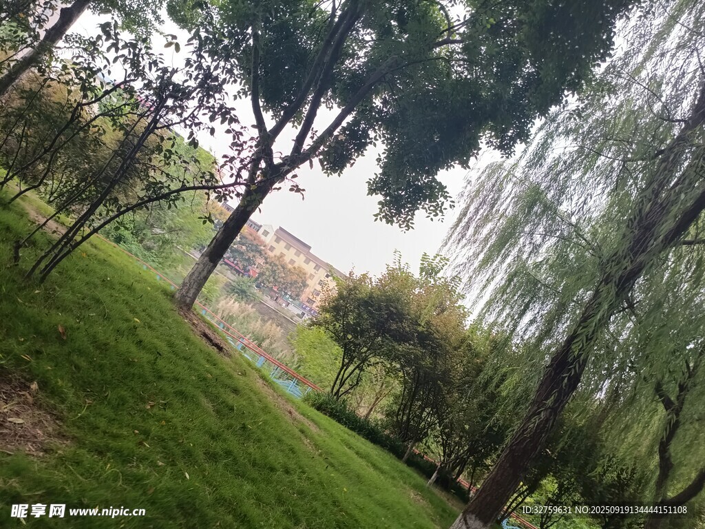 林间草地美景