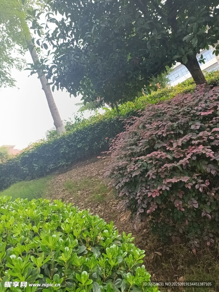 绿意盎然的园林景观
