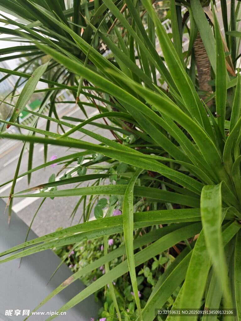 翠绿细长叶片的绿植
