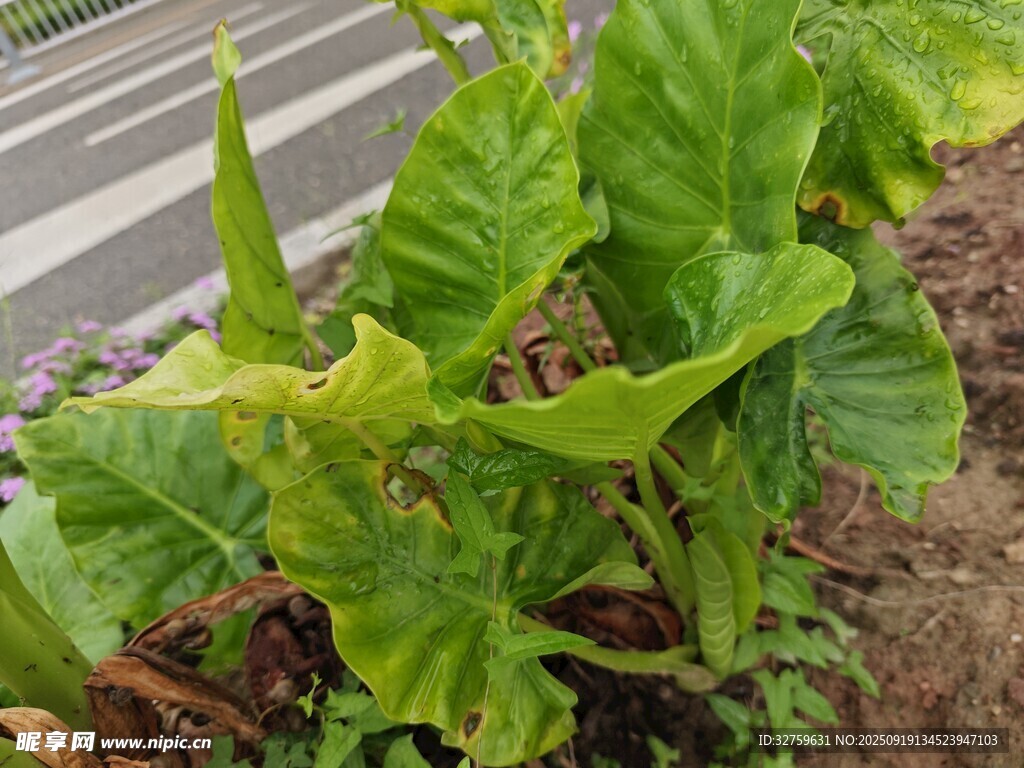 绿叶植物特写