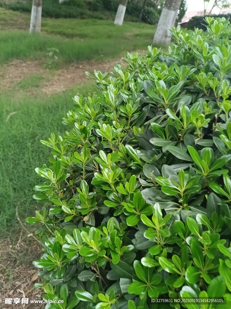 翠绿灌木