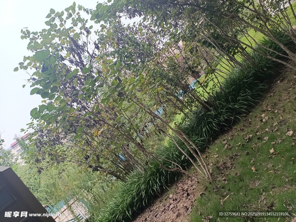 户外绿植景观