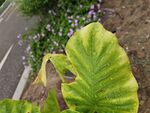 路边翠绿的独特叶片植物