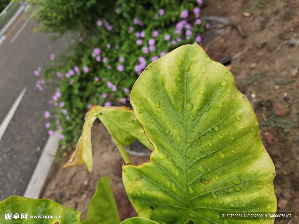 路边翠绿的独特叶片植物