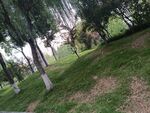 林间草地风景