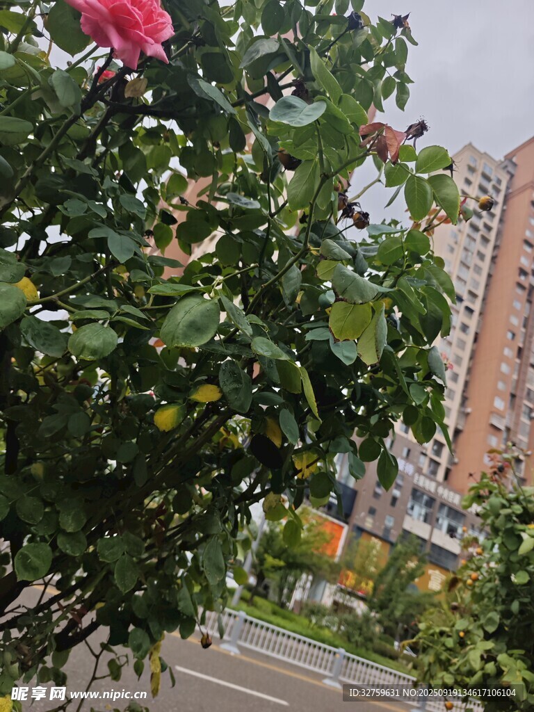城市中绽放的娇艳花朵