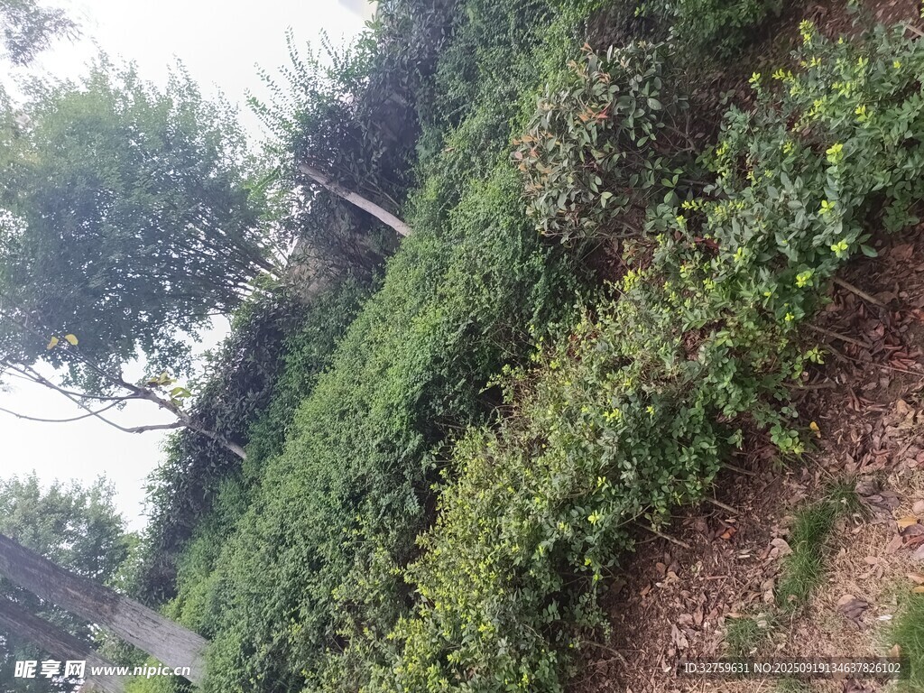 户外绿植景观