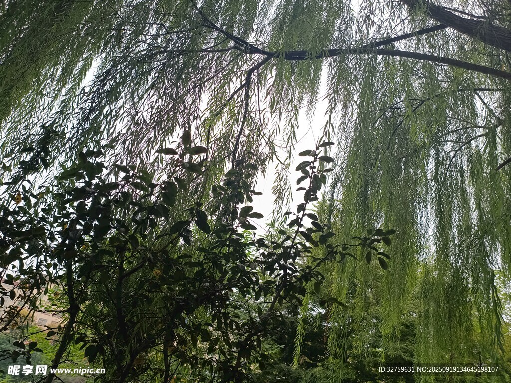 垂柳摇