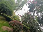 山林间繁茂绿植景观