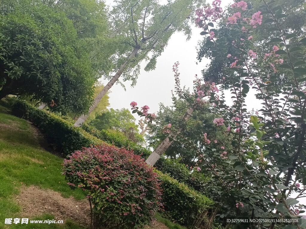 山林间繁茂绿植景观