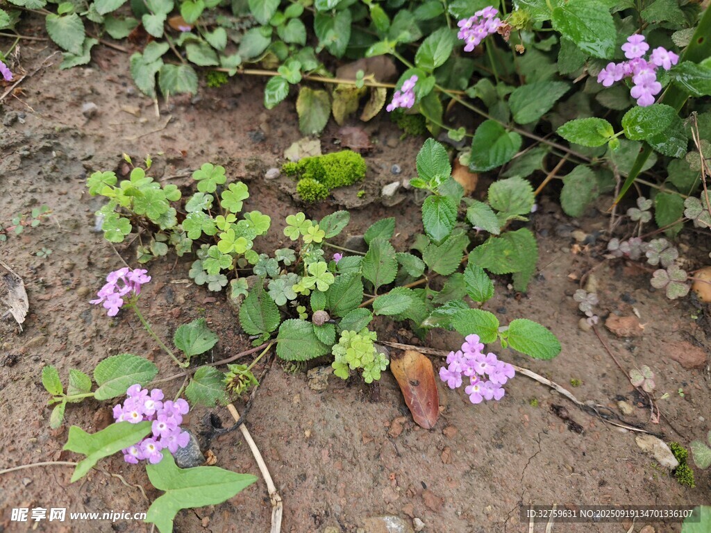 地面绽放的紫色小花