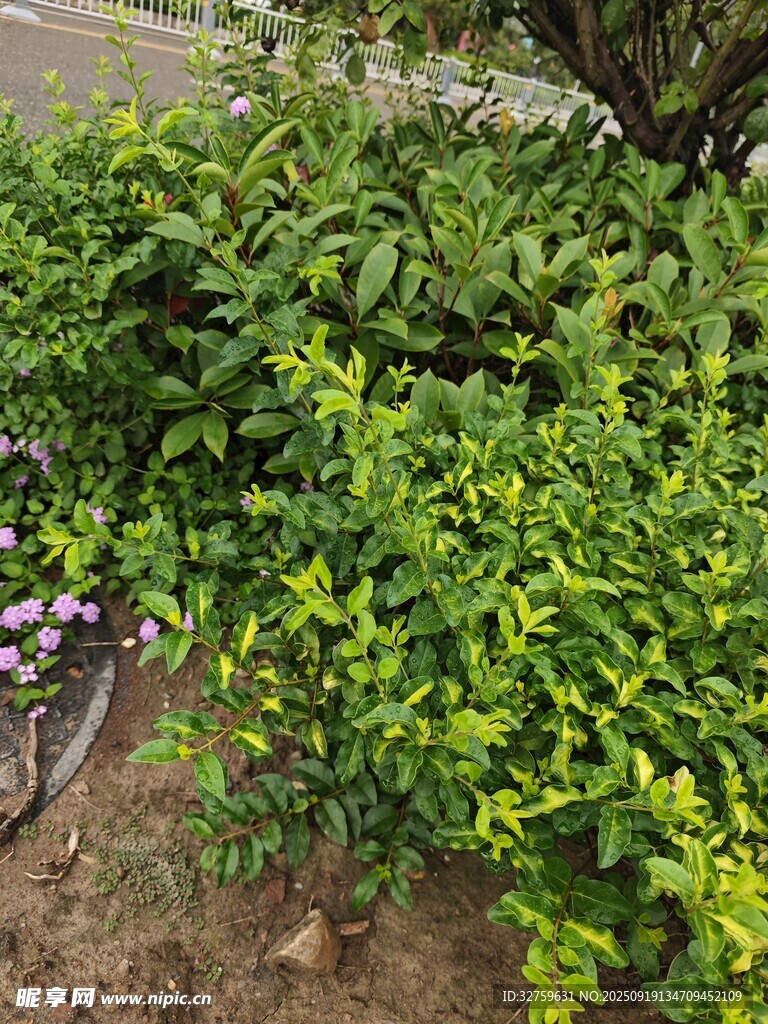翠绿繁茂的灌木丛