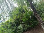 繁茂绿植景观