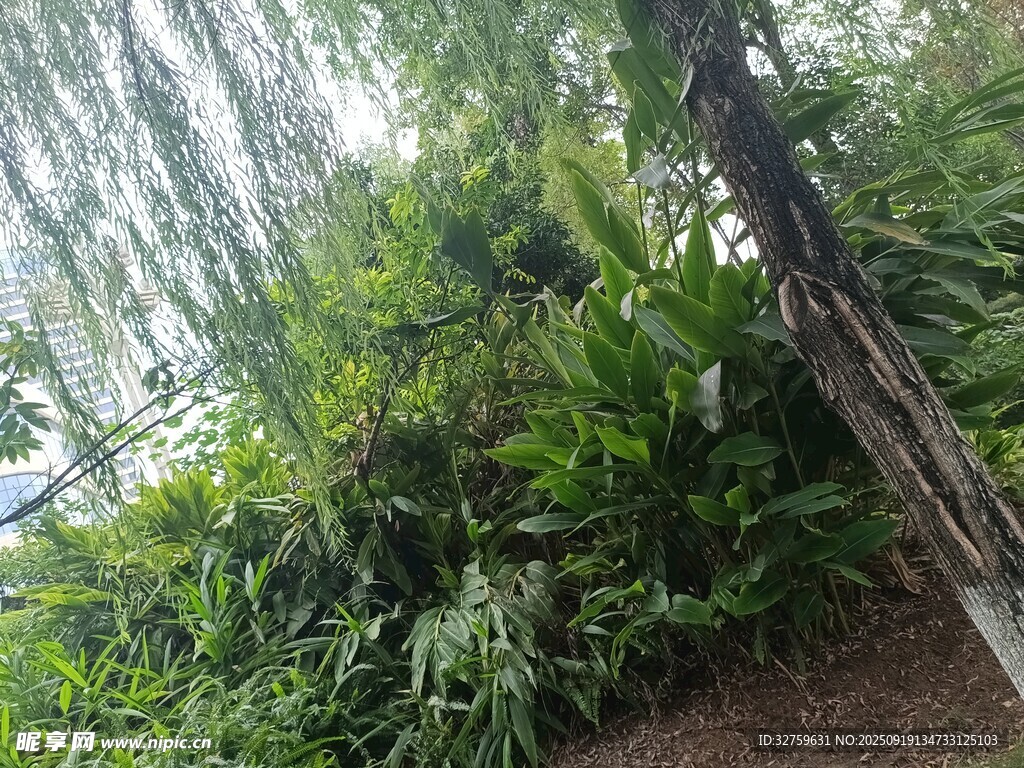繁茂绿植景观