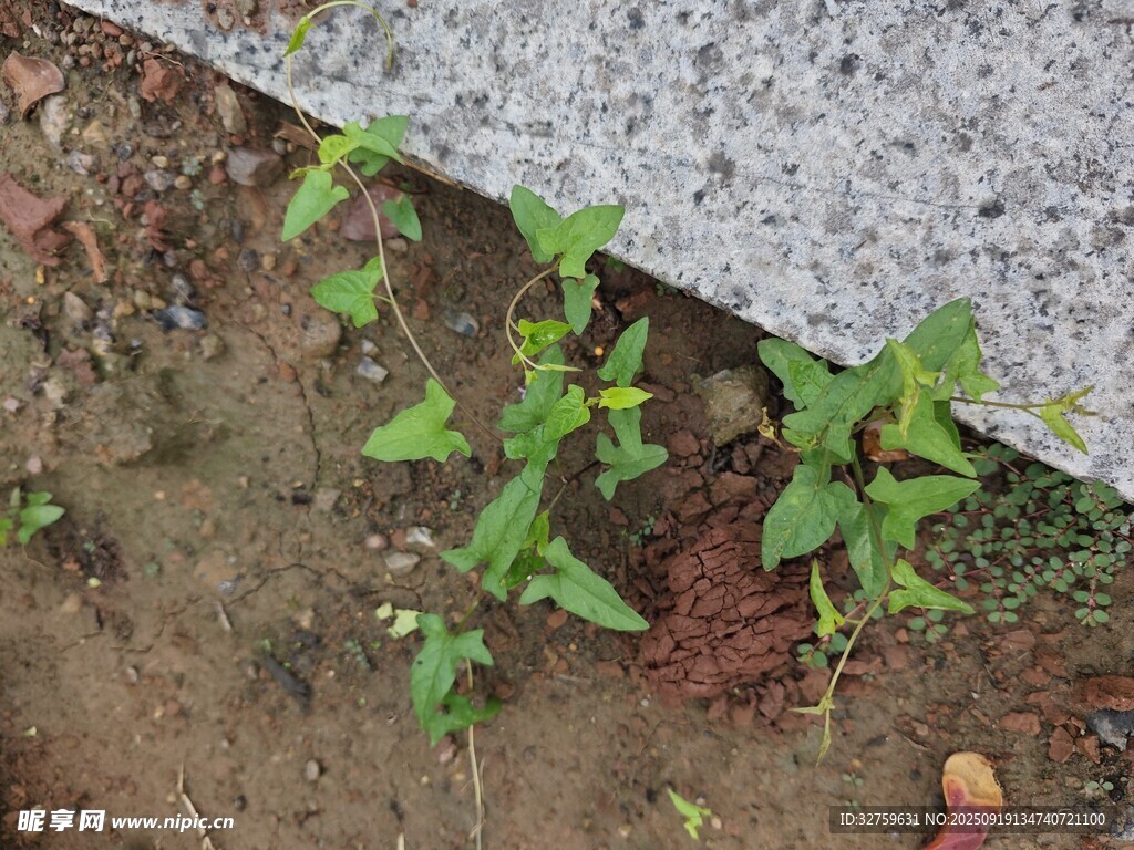 墙角新生绿植