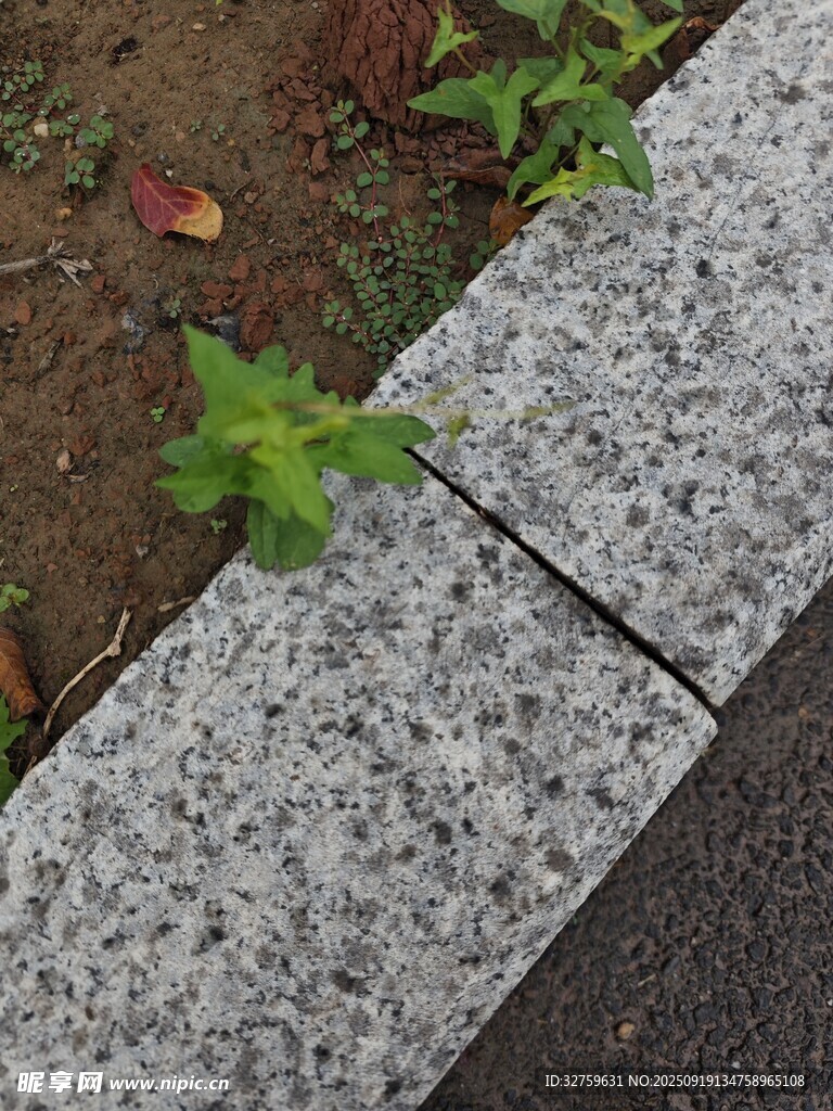 路边石缝中生长的嫩绿植物