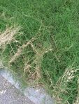 路边嫩绿与枯黄交织的草