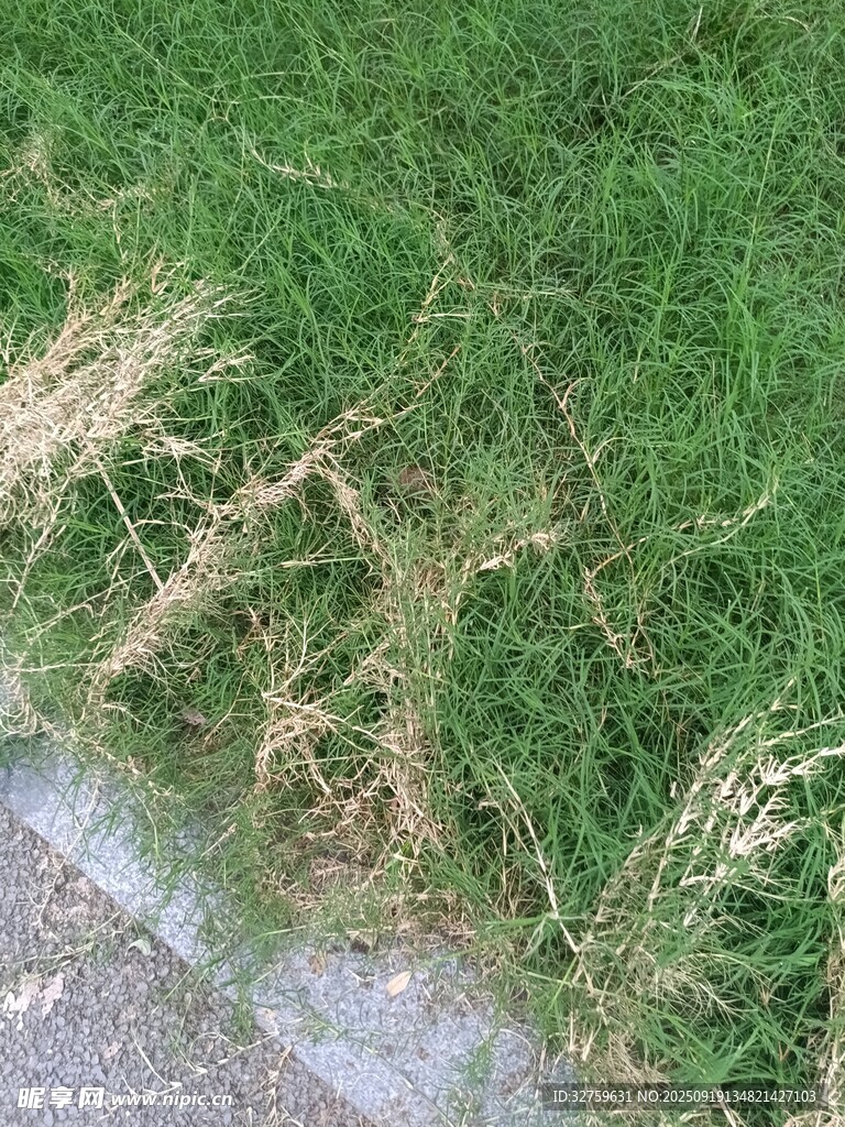 路边嫩绿与枯黄交织的草