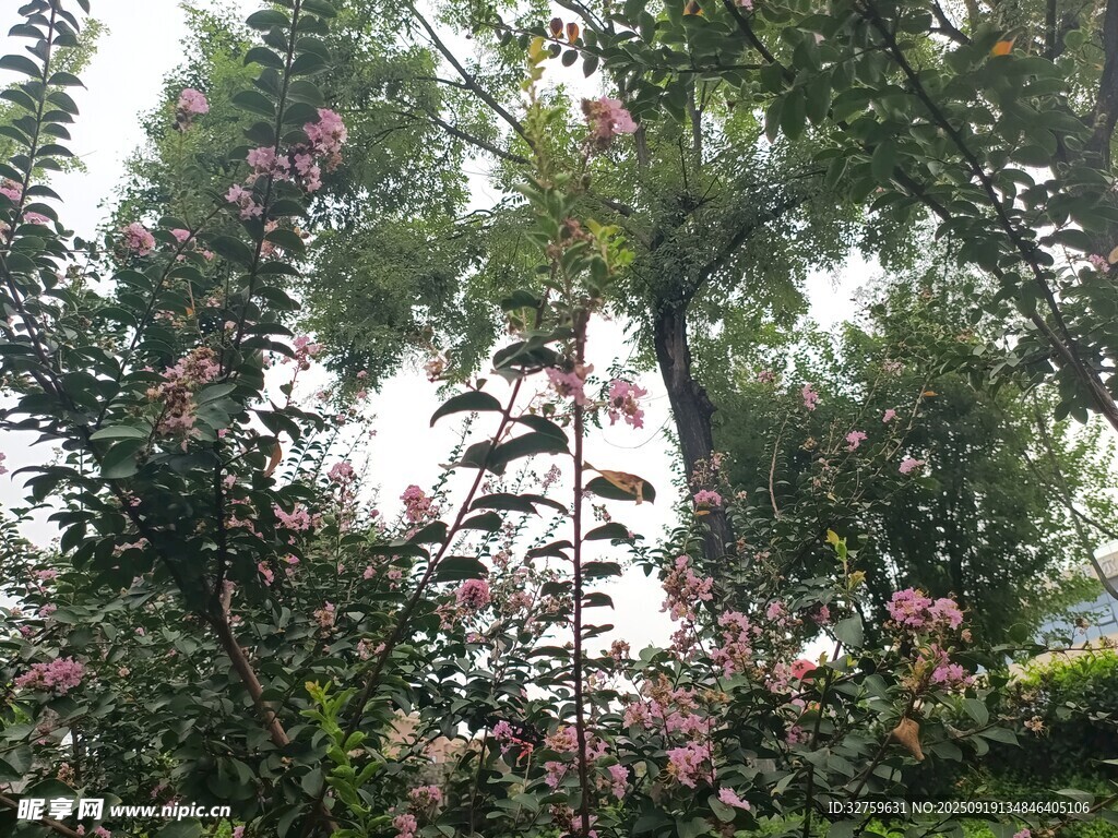 繁花绿树的自然景致