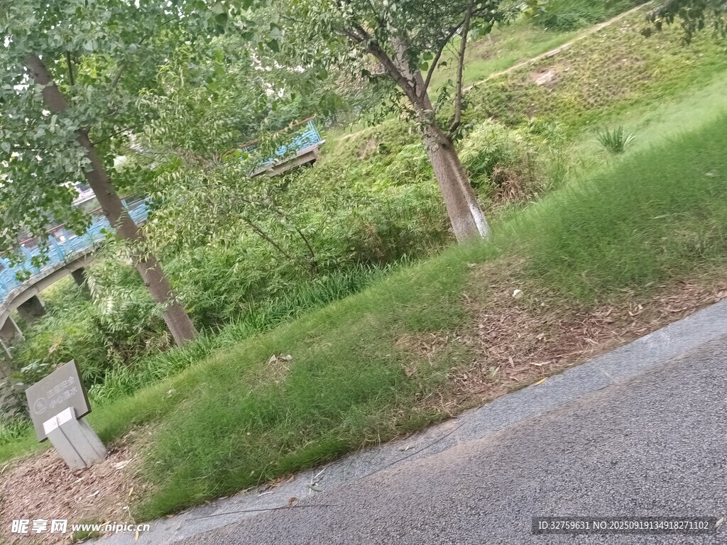 路边绿意盎然的自然景致
