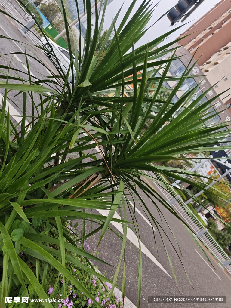 路边的翠绿棕榈植物