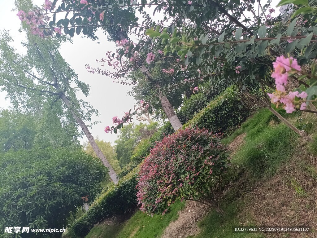 花园中的美丽景致