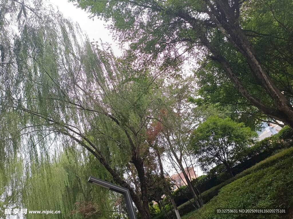 林间葱郁树木景观