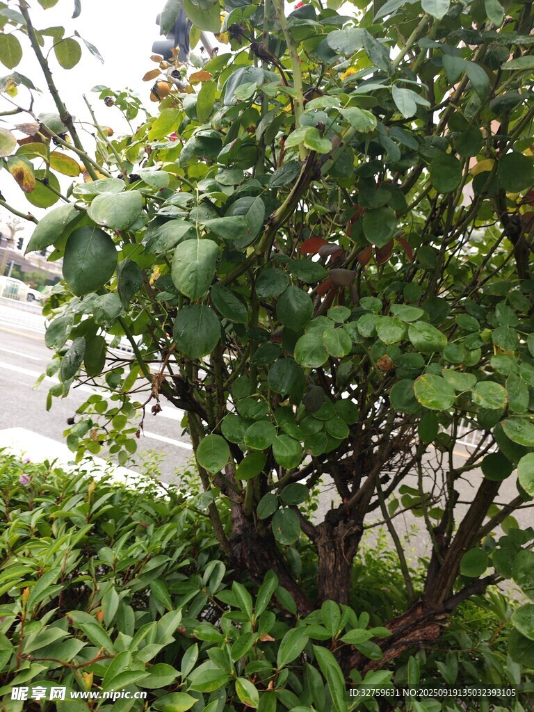 绿叶红果的繁茂灌木