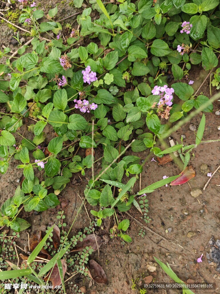 地面生长的紫色小花植物