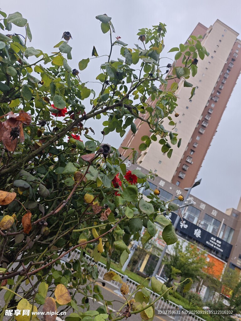 高楼旁硕果累累的果树