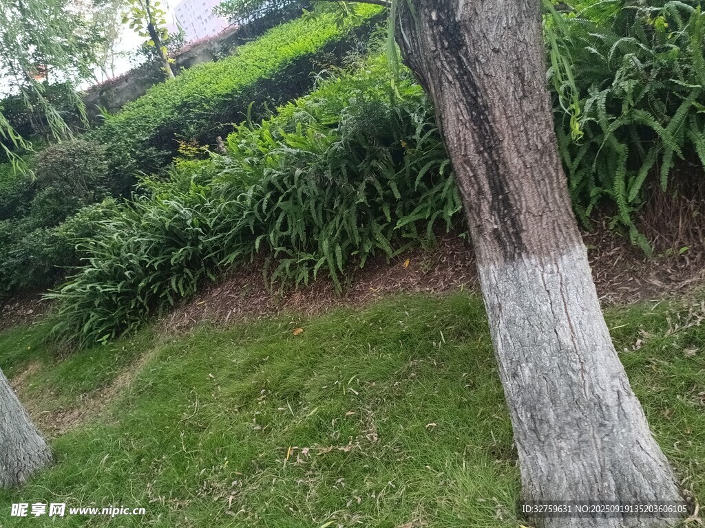 树干与绿意盎然的户外景致