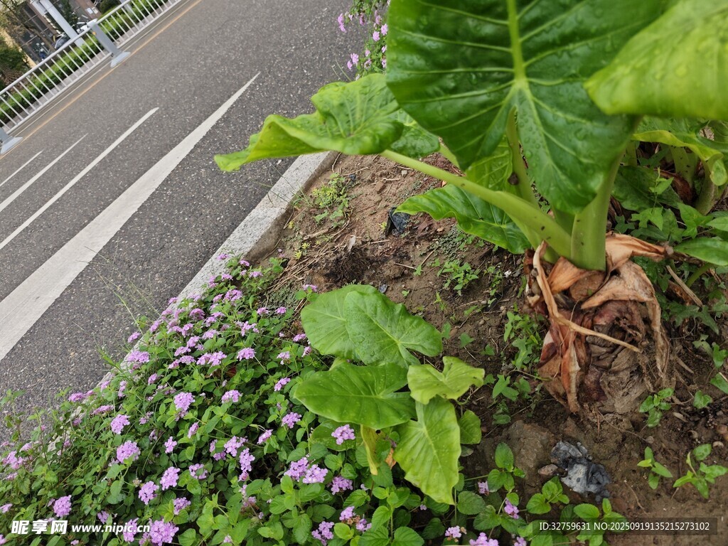 路边绿植花卉生机景象