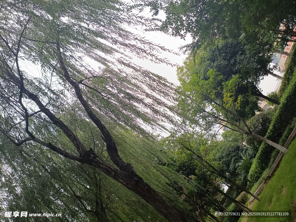 垂柳依依