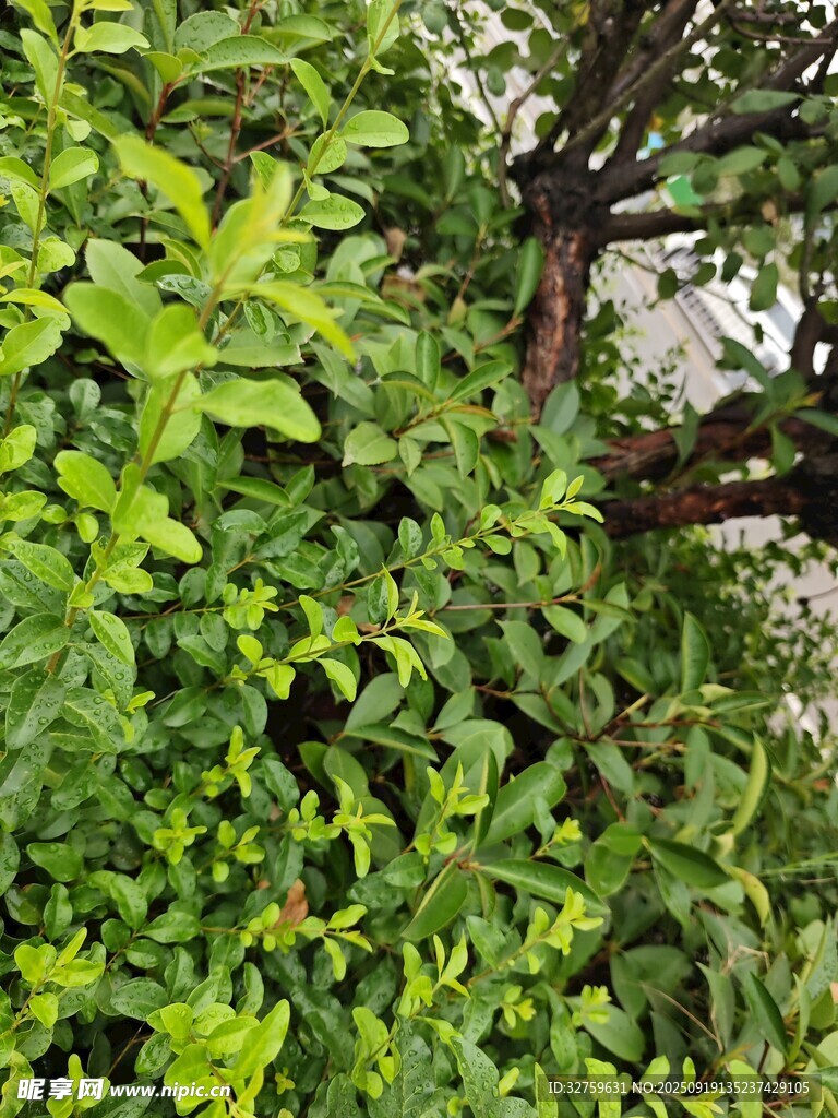繁茂绿植