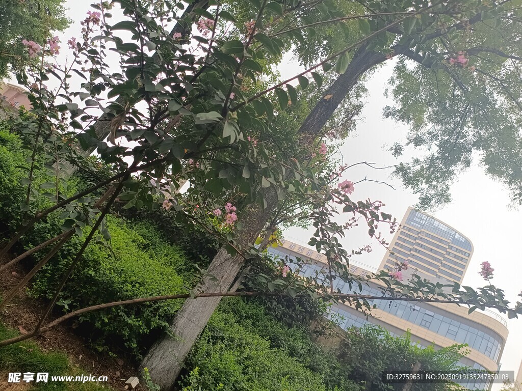 城市绿植景观