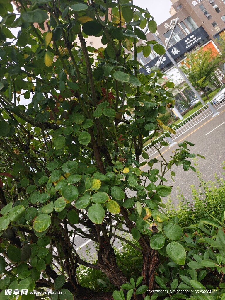 绿叶繁茂的路边绿植