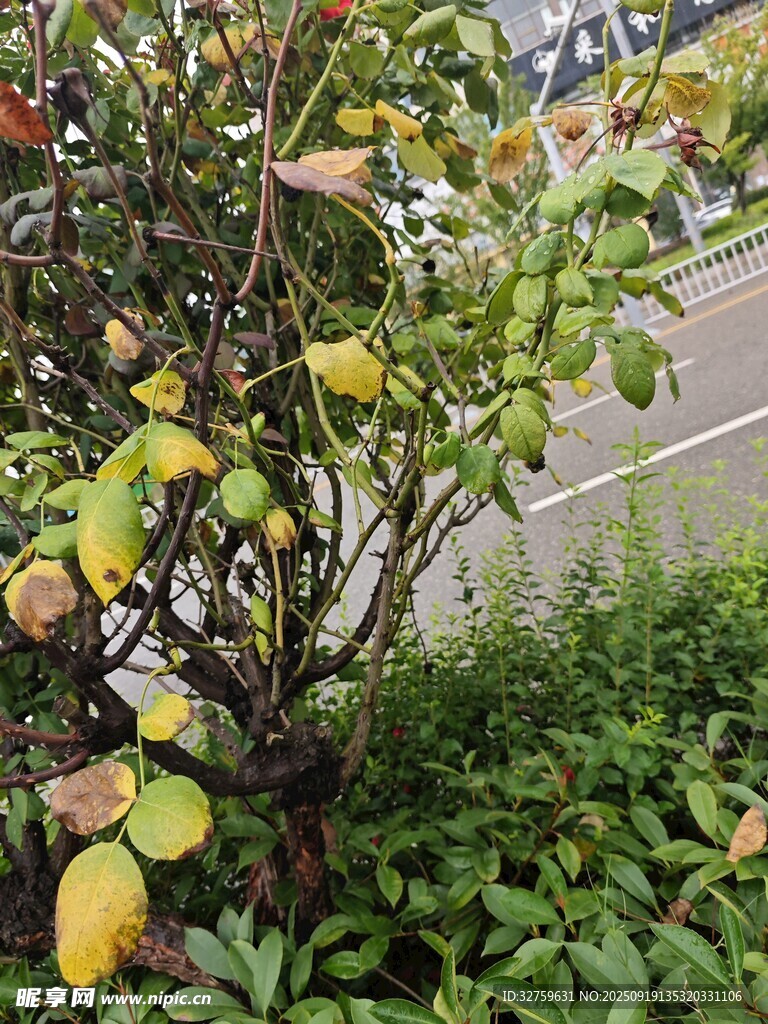 枝头挂果的绿植景观