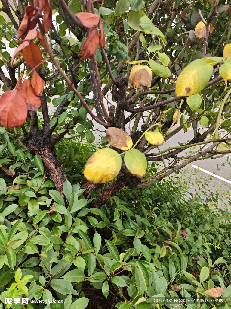 枝头挂果的绿植景观