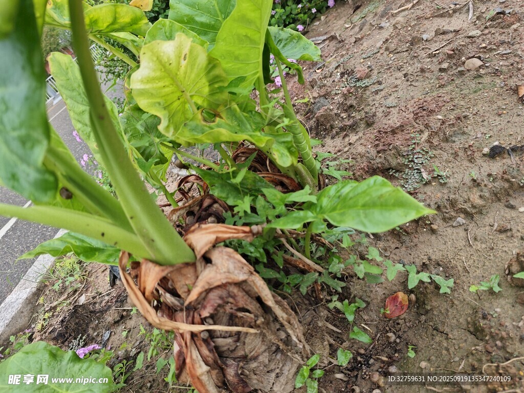 地里生长的绿叶蔬菜植株